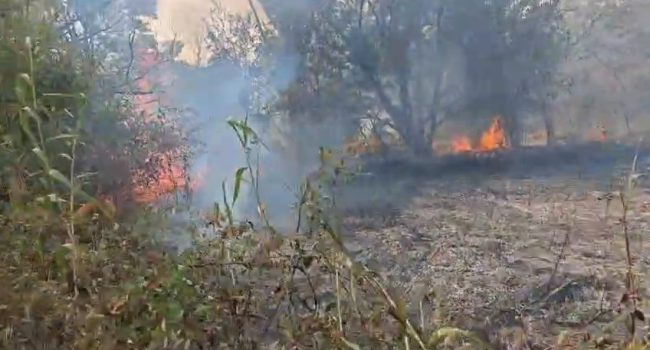 Extracto del video del incendio en La Alfranca.