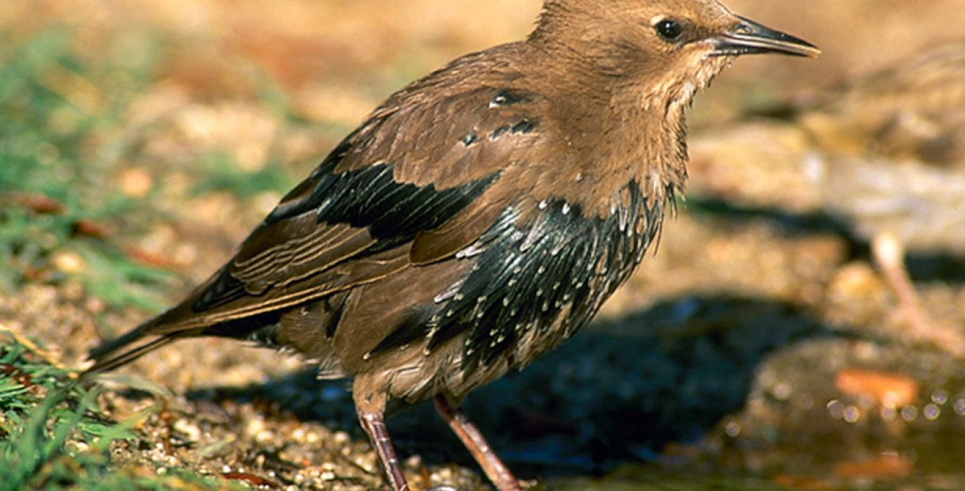 aves