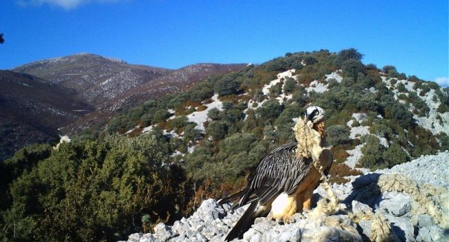 FCQ quebrantahuesos AraInfo