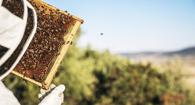 Un apicultor coge las colmenas con abejas alrededor en la naturaleza