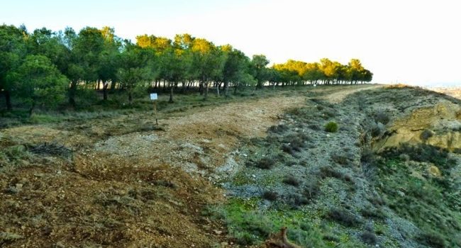 Destrucción de la población de esta especie en el Cerro de Santa Quiteria, en Monzón. Foto: Ecologistas en Acción