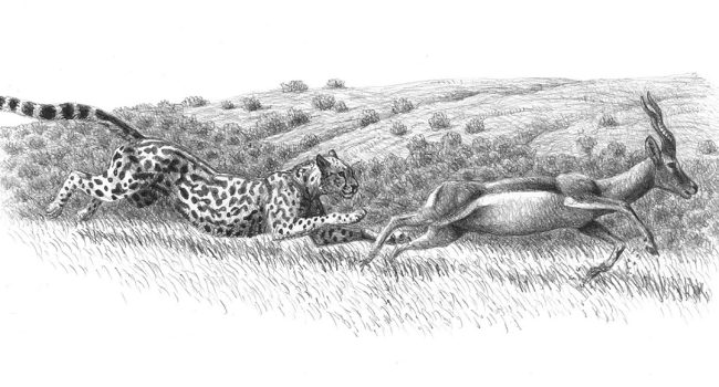 Guepardo gigante persiguiendo a una Gazellospira | Ilustración de Mauricio Antón / Fundación Dinópolis