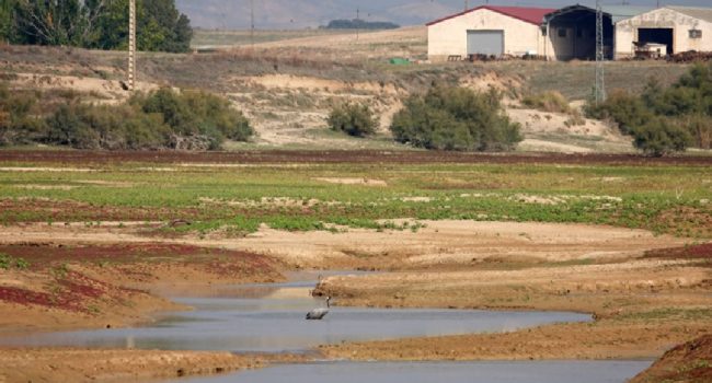 Grulla enferma en La Sotonera | Foto: Grupo Ornitológico Oscense