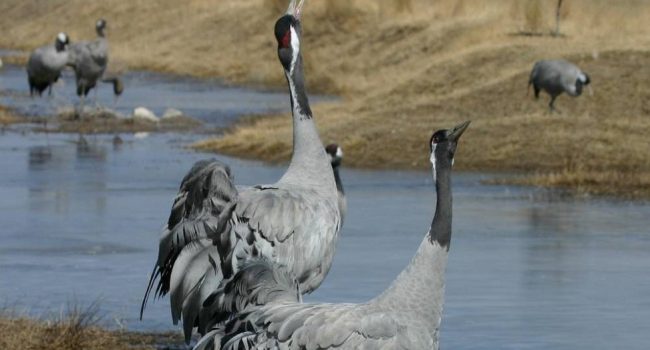 ADRI Jiloca - Gallocanta arranca se segundo Erasmus+ Wildscape “centrado en el ecoturismo”