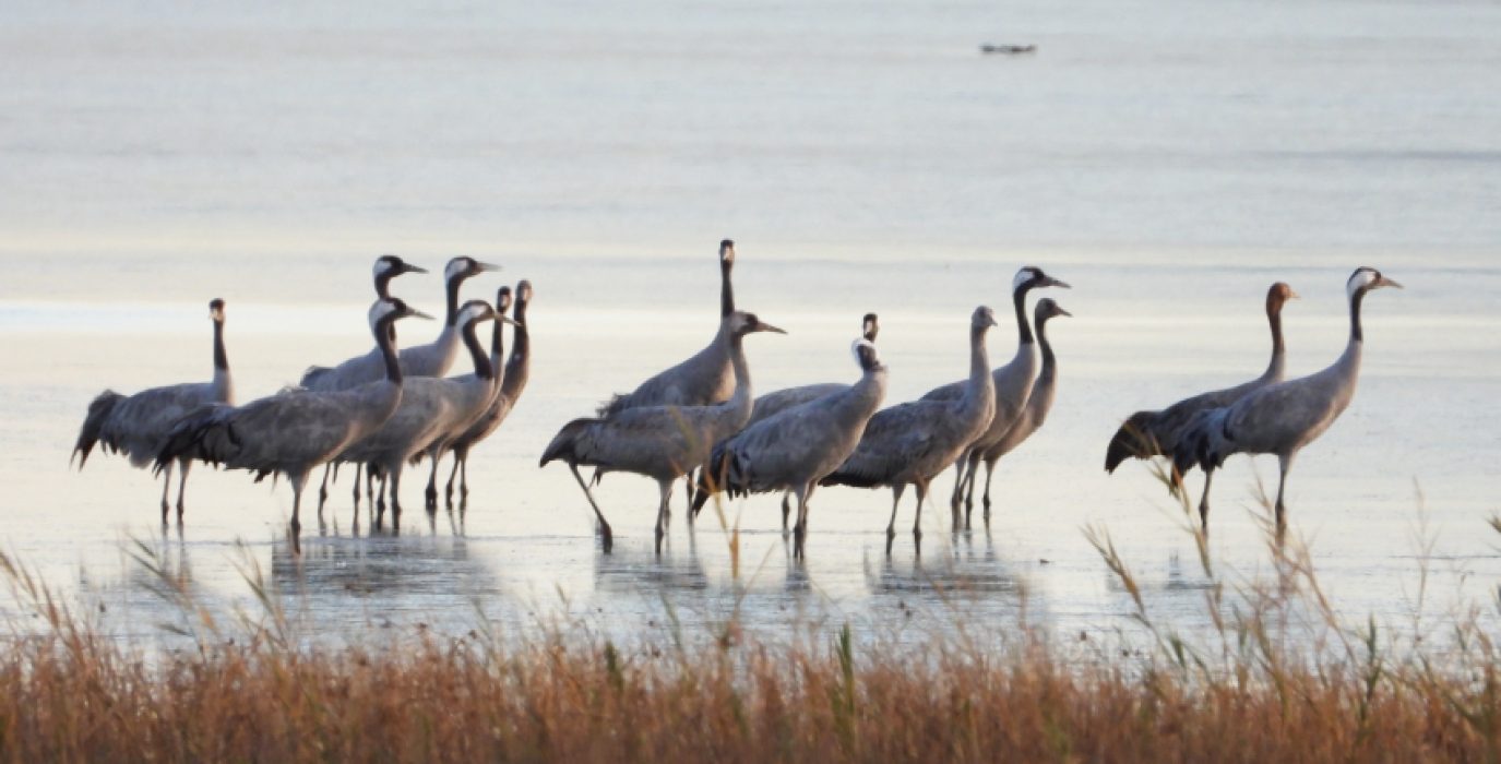 Grullas en la Reserva Natural Dirigida de la Laguna de Gallocanta | Foto: Carmina Franco / Red Natural de Aragón