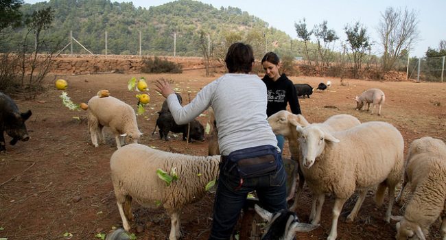 Foto: Hogar ProVegan