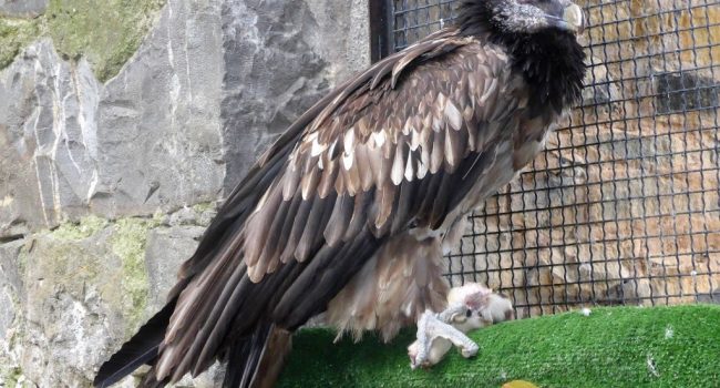 Huesos, primer ejemplar de quebrantahuesos en el EcoMuseo de l'Aínsa.