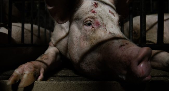 cerda con heridas en la cabeza dentro de una granja porcina de Aragón, fotografiado entre barrotes
