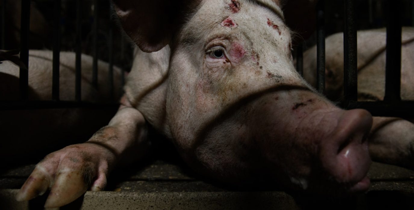 cerda con heridas en la cabeza dentro de una granja porcina de Aragón, fotografiado entre barrotes