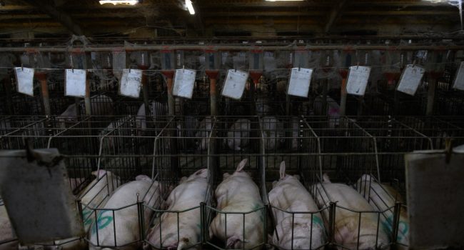 Cerdas confinadas en jaulas individuales en una explotación porcina investigada por Igualdad Animal en Aragón.