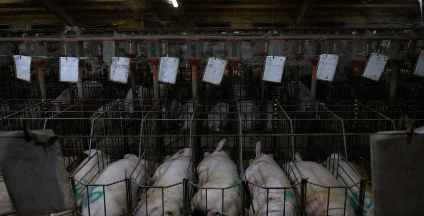 Cerdas confinadas en jaulas individuales en una explotación porcina investigada por Igualdad Animal en Aragón.