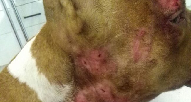 Heridas en el cuello y cara del perro rescatado.