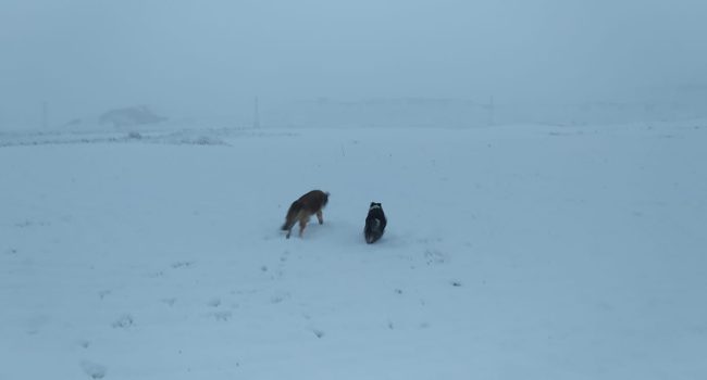 Nieve en Muel | Foto: AraInfo