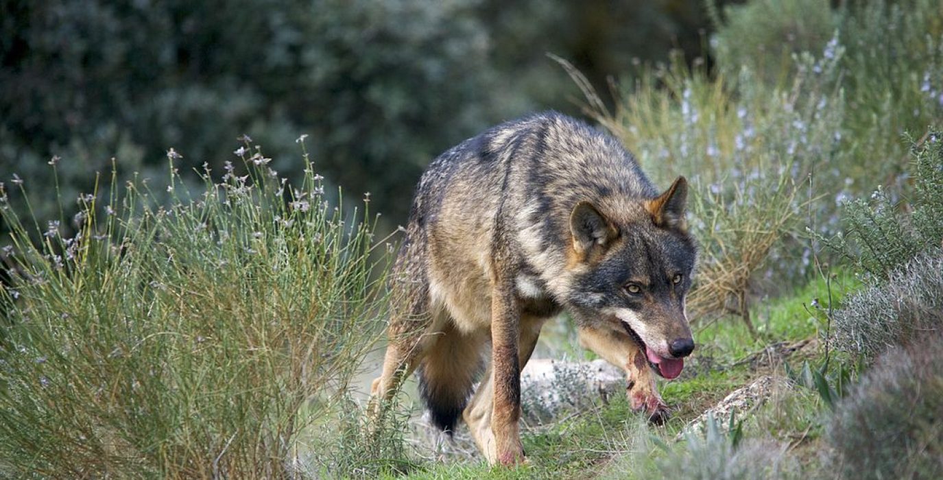 Lobo