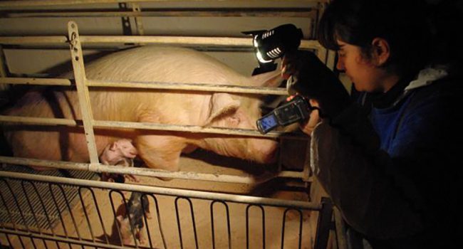Investigación en granja de cría de cerdos | Foto: Igualdad Animal
