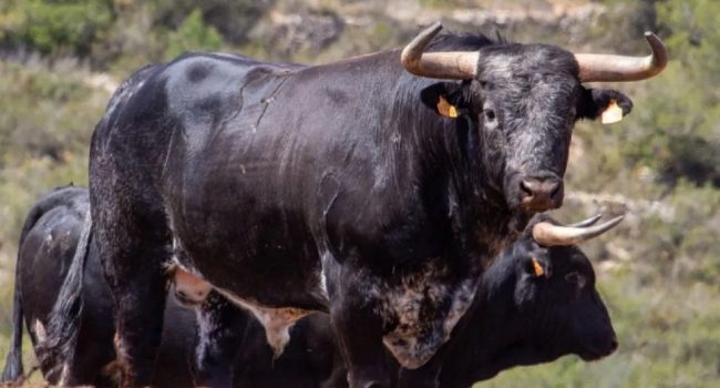 Instan “a prevenir la presencia de menores” en actos taurinos tras la grave cogida en Orihuela del Tremedal