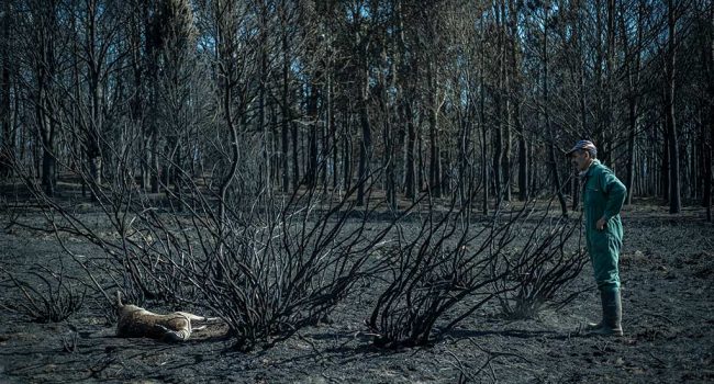 uno de los incendios, un señor mira un animal calcinado