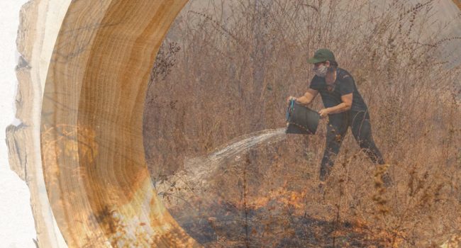 Imagen del informe "La soja que destruye bosques".