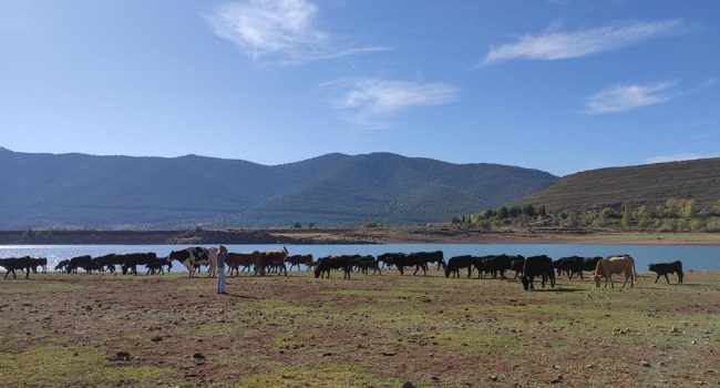 JORNADAS DE GANADERÍA EXTENSIVA Aranda de Moncayo 2