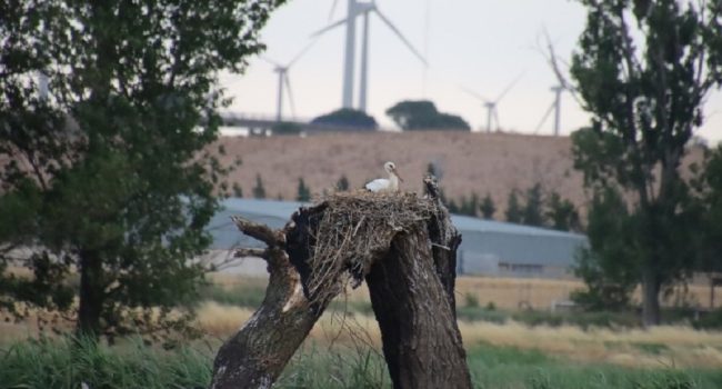Foto:  Plataforma el Juncar es Vida - Ribera Alta del Ebro