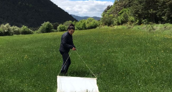 La Universidad de Zaragoza lidera un proyecto pionero sobre garrapatas en el Pirineo 1