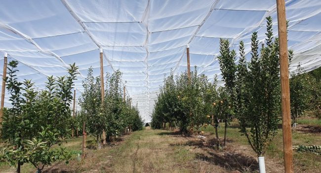 La biodiversiad de los frutales de montaña a debate en la finca experimental de La Garcipollera