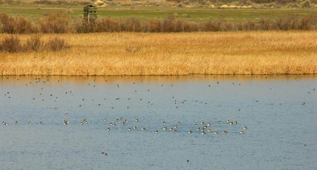 Laguna de Sariñena | Foto: Ayuntamiento de Sariñena