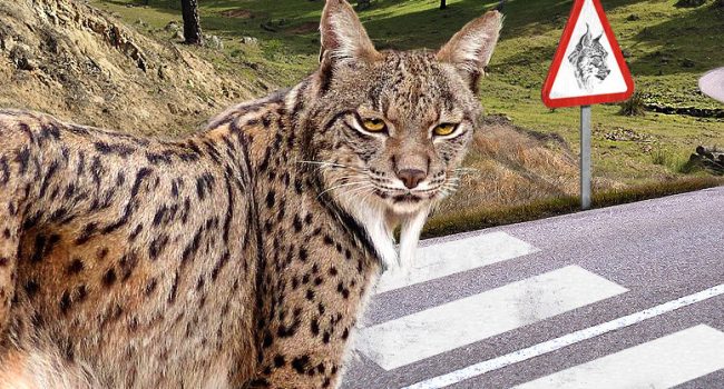 Imagen de la campaña 'Ni un lince más atropellado'.