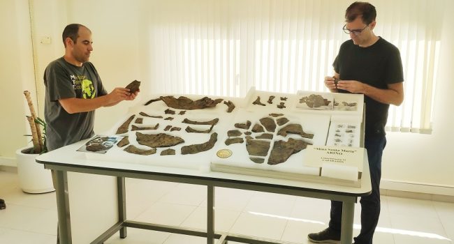 Región dorsal y ventral del caparazón del nuevo ejemplar de tortuga primitiva hallado en Ariño | Foto: Fundación Dinópolis - Museo Aragonés de Paleontología