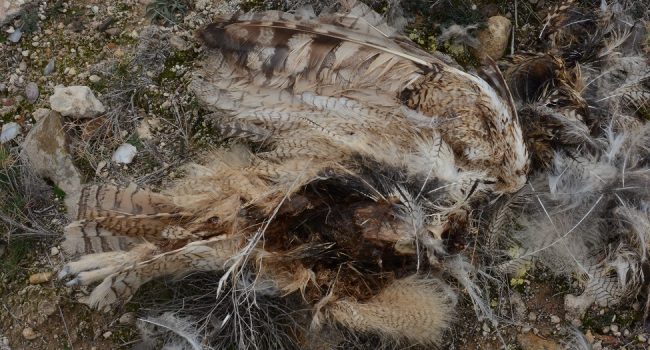 Los parques eólicos son responsables de la alta mortalidad de especies en peligro de extinción