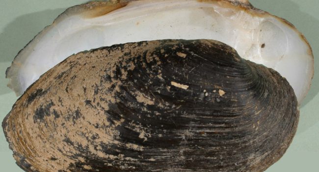 Concha de Margaritifera auricularia. Foto: Snek01 (CC BY-SA 2.5)