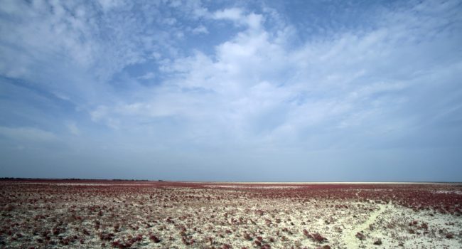 Marisma de Doñana a finales de 2016.