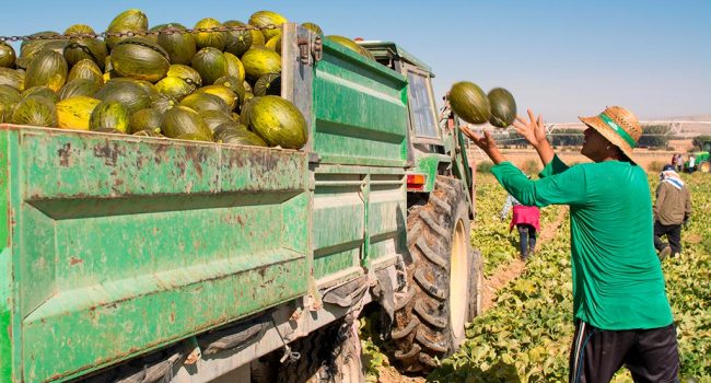 Recogida de melones. Foto: UPA.