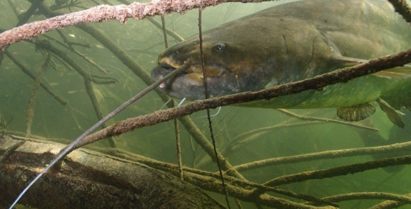 En las imágenes pueden verse algunas de las especies de peces que habitan en el embalse, entre ellas el siluro. Foto: Jorge Sánchez y Raúl López de Ayala