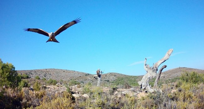 El muladar Mesa-Piedra cumple su primer año favoreciendo la recuperación de milanos reales y alimoches comunes