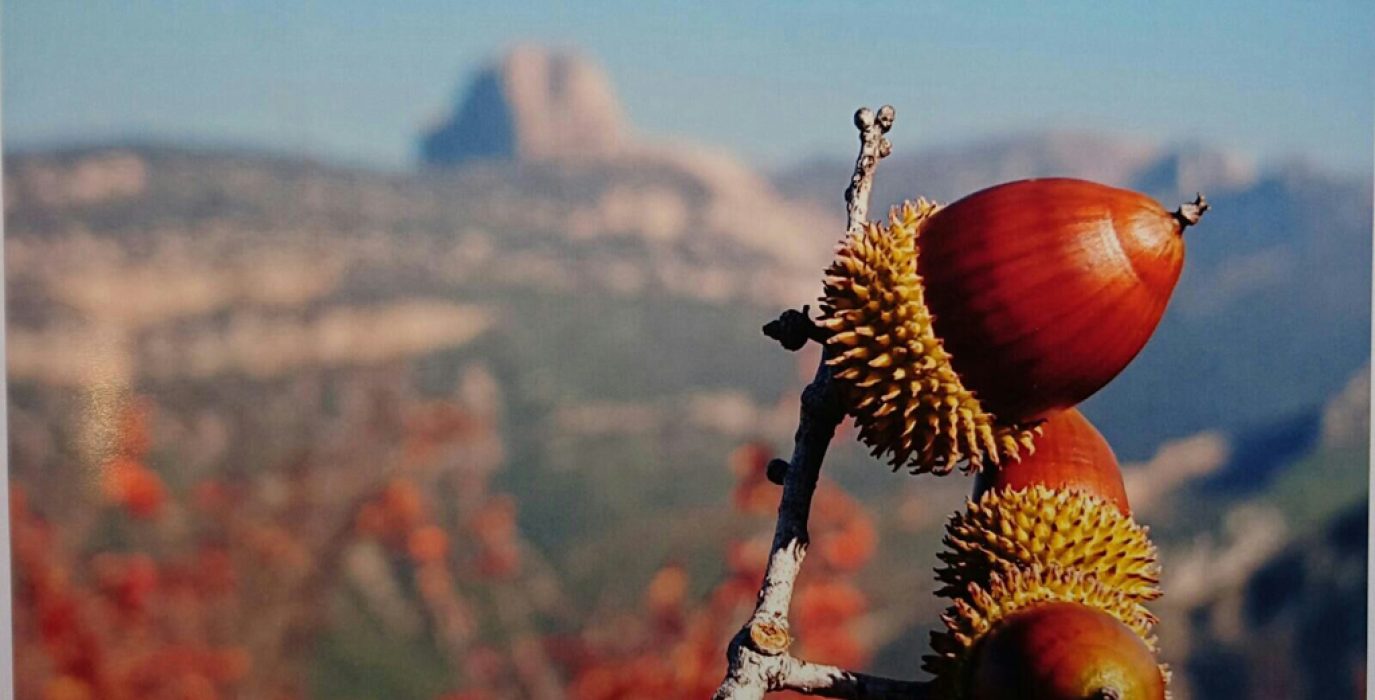 otoño