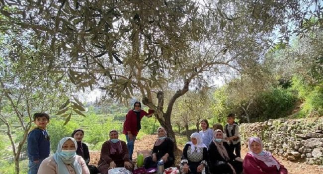 Oliveras de Resistencia Aragón apoyo urgente a las campesinas de Battir Palestina para mantener la cosecha del olivo