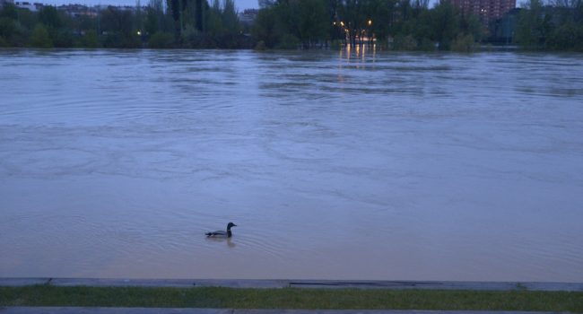 El Ebro a su paso por Zaragoza este viernes. Foto: Pablo Ibáñez (AraInfo).