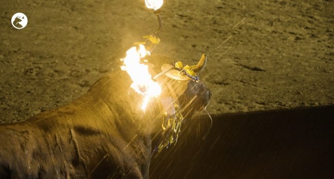 PACMA denuncia “quemaduras a un toro en un festejo taurino en Villastar”