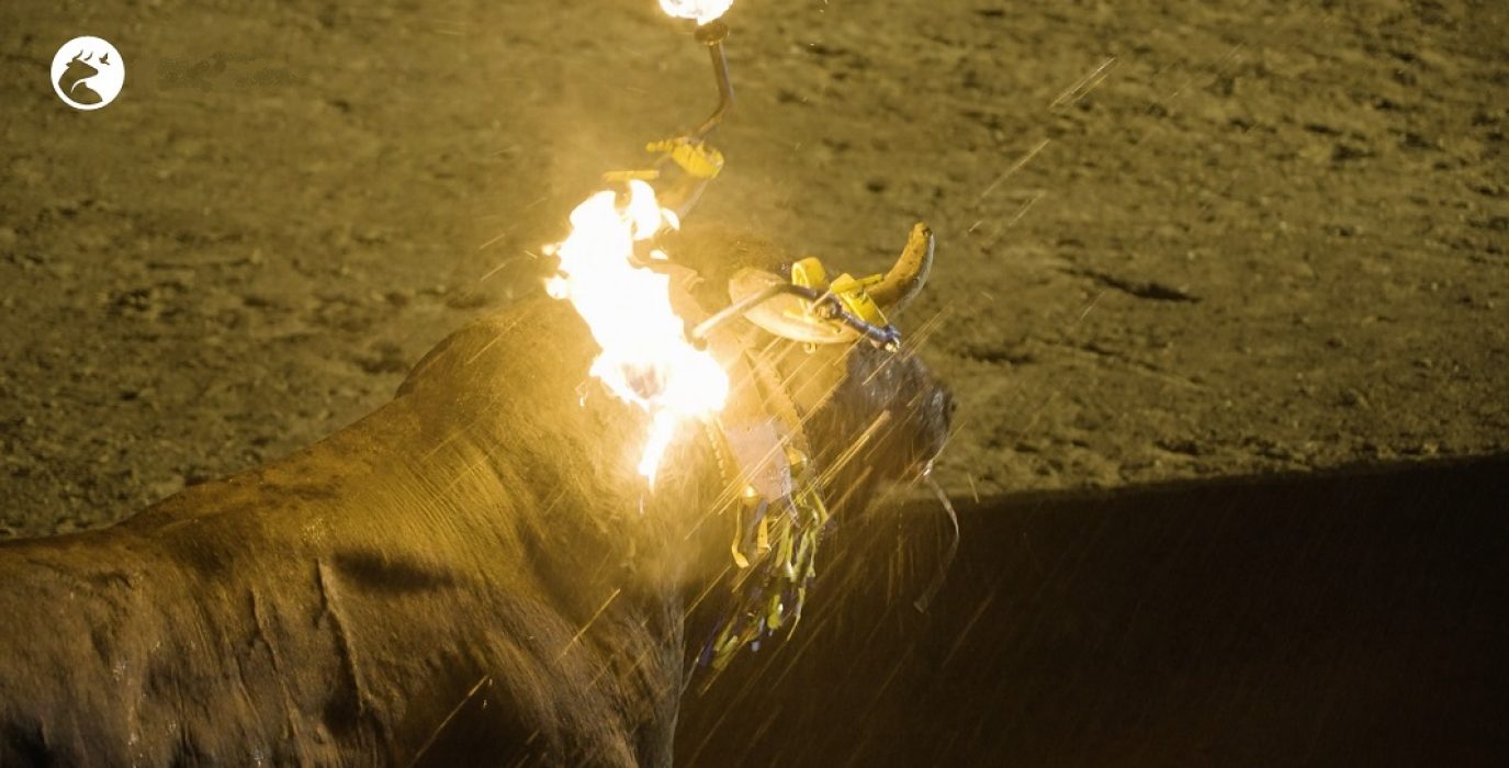 PACMA denuncia “quemaduras a un toro en un festejo taurino en Villastar”