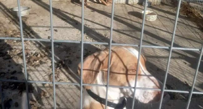 PACMA denuncia “inacción policial” tras descubrir “un zulo con perros de caza abandonados” en Sariñena