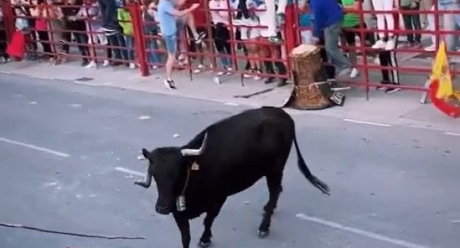 El toro herido en Zuera | Foto: PACMA