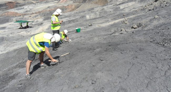 Paleontólogos excavando en busca de ámbar en el yacimiento de Ariño durante el verano de 2019. Foto: DGA