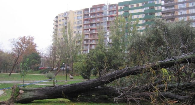 La acacia de tres espinas ‘catalogada’ en el Parque Bruil de Zaragoza