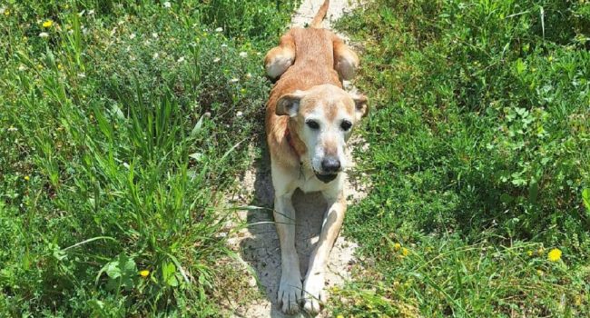 Foto: Asociación Protectora de Animales Amigos Peludos Bajo Cinca