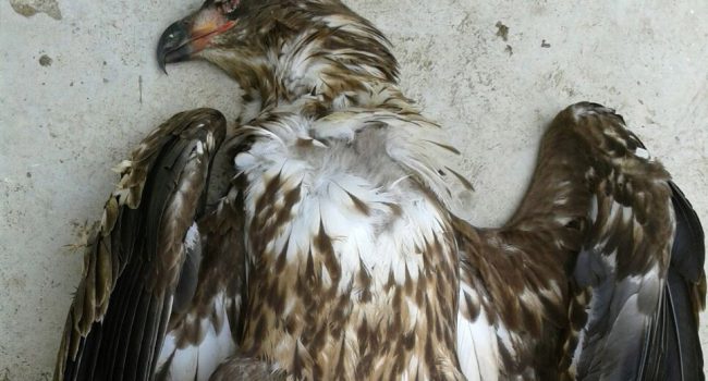 El Pigargo electrocutado. Foto: Plataforma SOS Tendidos Eléctricos