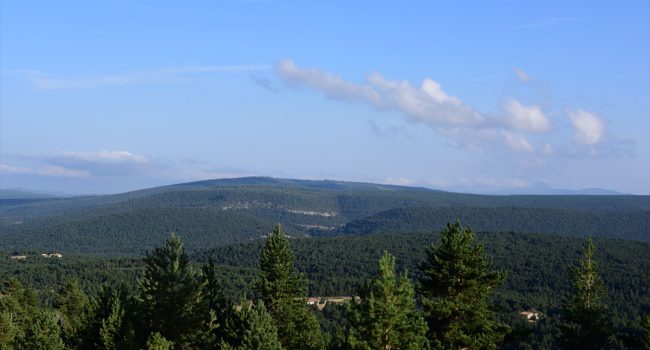 Pinares de Mosqueruela, en Red Natura, donde se ha autorizado la construcción de 80 aerogeneradores y más de 100 km de líneas de alta tensión | Foto: @paisajes_teruel