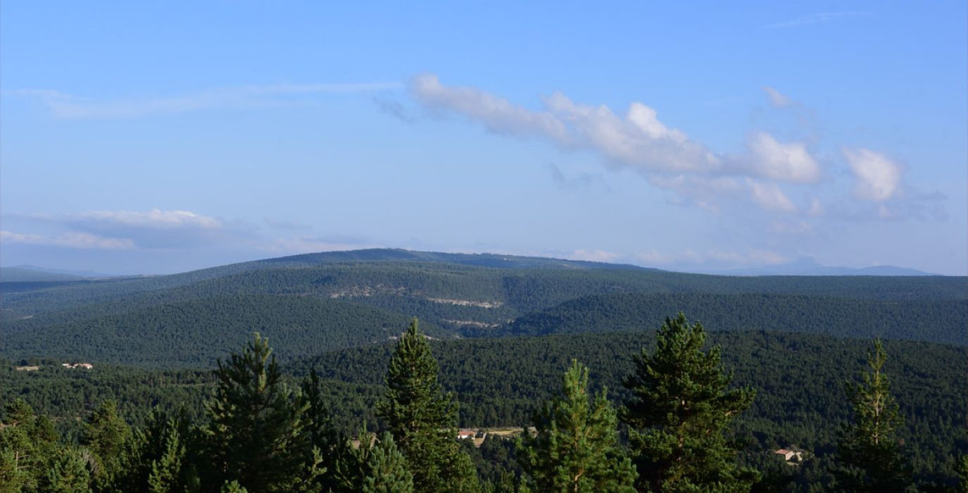 Pinares de Mosqueruela, en Red Natura, donde se ha autorizado la construcción de 80 aerogeneradores y más de 100 km de líneas de alta tensión | Foto: @paisajes_teruel