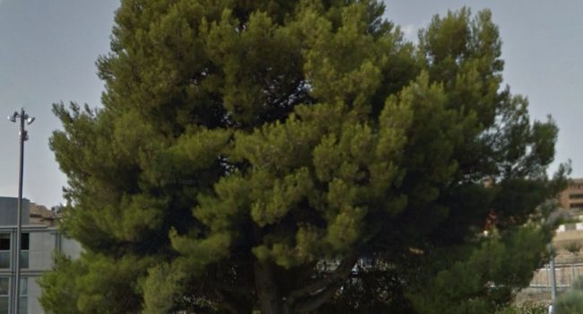 Verdes Equo propone recuperar el Día del Árbol en Uesca: “Un legado centenario”