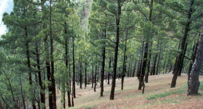 Ecologistas en Acción recuerda que esas especies alóctonas ponen en peligro los montes.